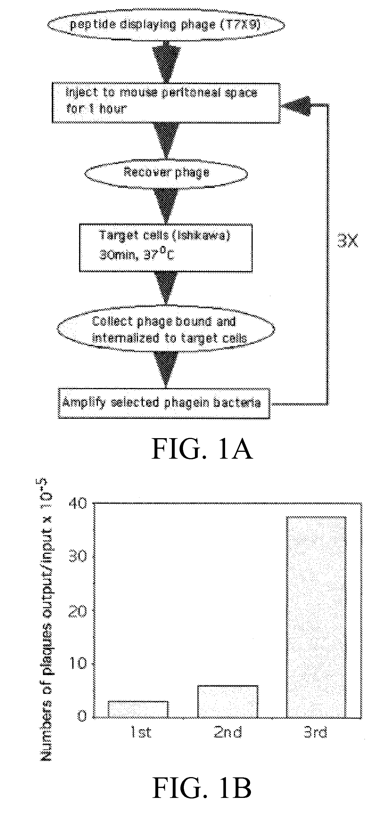 Endometriosis cell targeting peptide and uses thereof