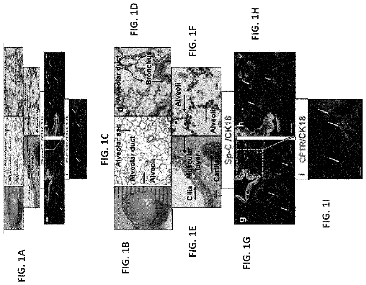 Conditioning protocols and use of same for tissue regeneration