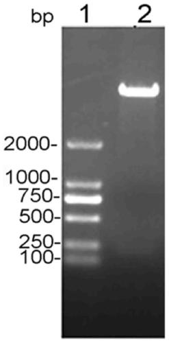 Application of a gametocyte recombinant protein rpbg37 of Plasmodium berghei in blocking malaria transmission