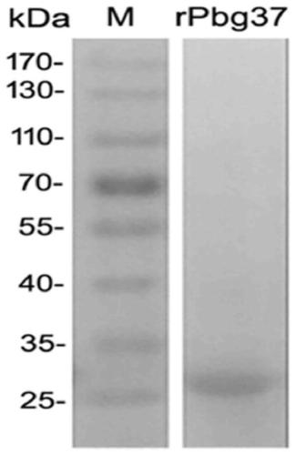 Application of a gametocyte recombinant protein rpbg37 of Plasmodium berghei in blocking malaria transmission
