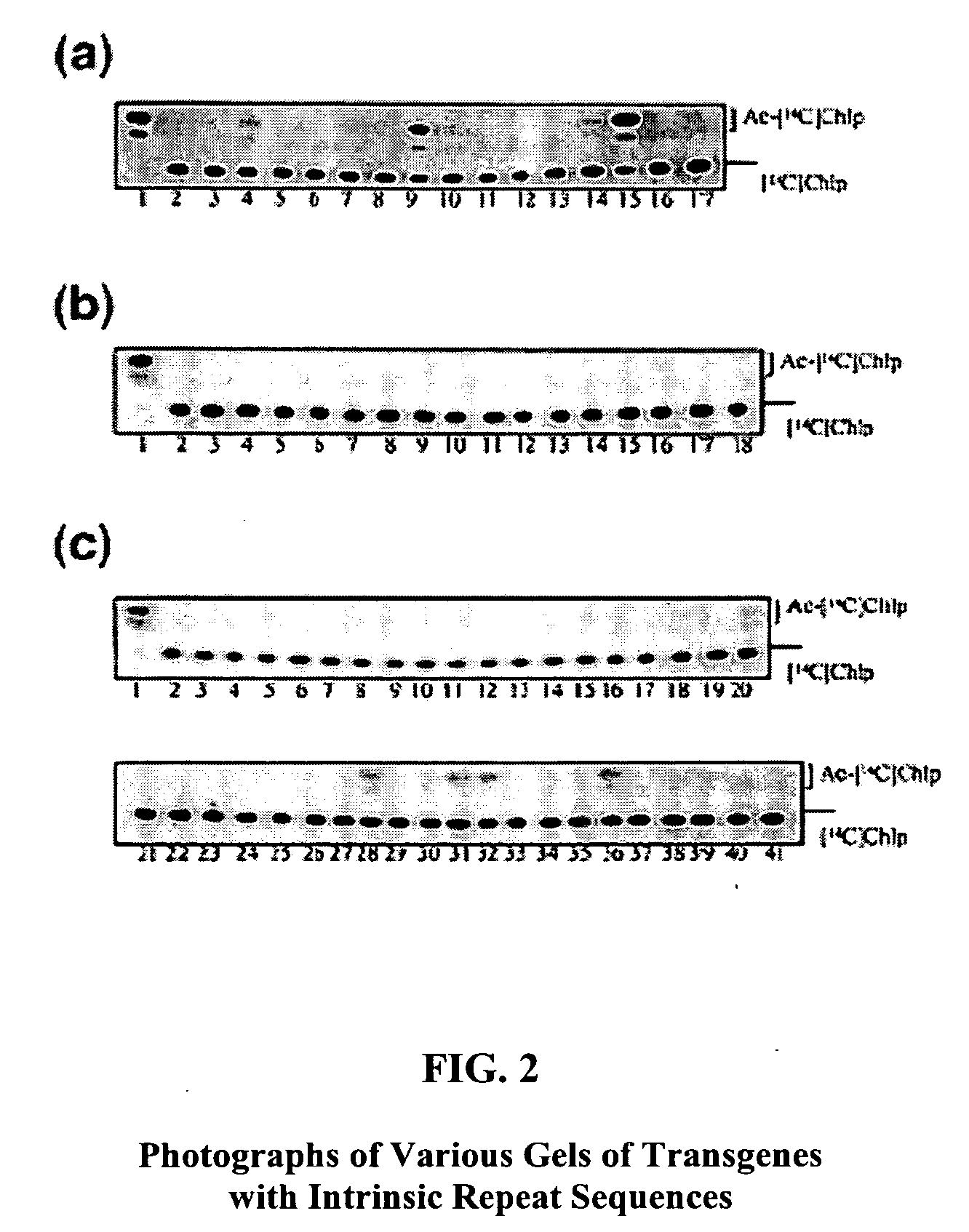 Method for efficient post-transcriptional gene silencing using intrinsic direct repeat sequences and utilization thereof in functional genomics