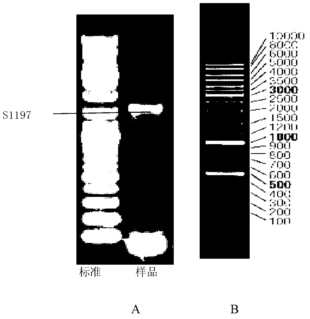 Microbial compound bacteria agent for treating oilfield fracturing flowback fluid, and preparation method of microbial compound agent