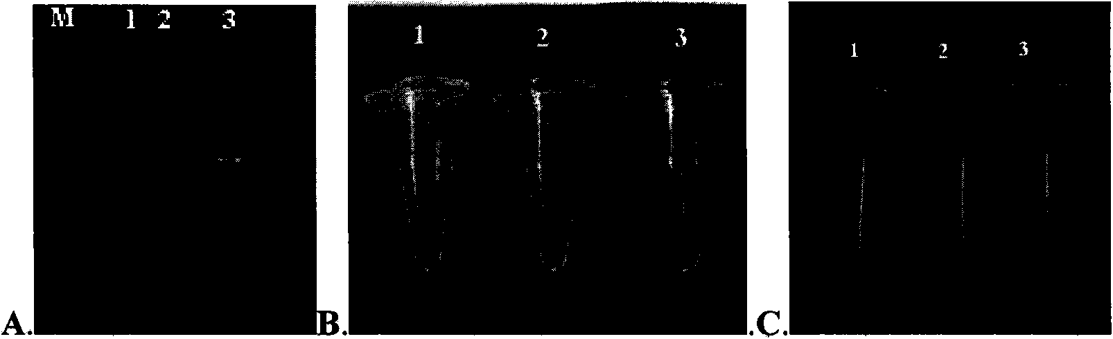 Molecular detection method for rapid detection of Ile-1781-Leu mutation of anti-fenoxaprop-P-ethyl Beckmannia syzigachne