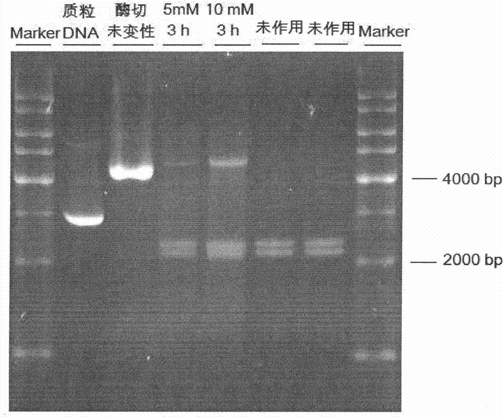 Novel quinazoline nitrogen mustard compound, and preparation method and application thereof to treatment of cancer