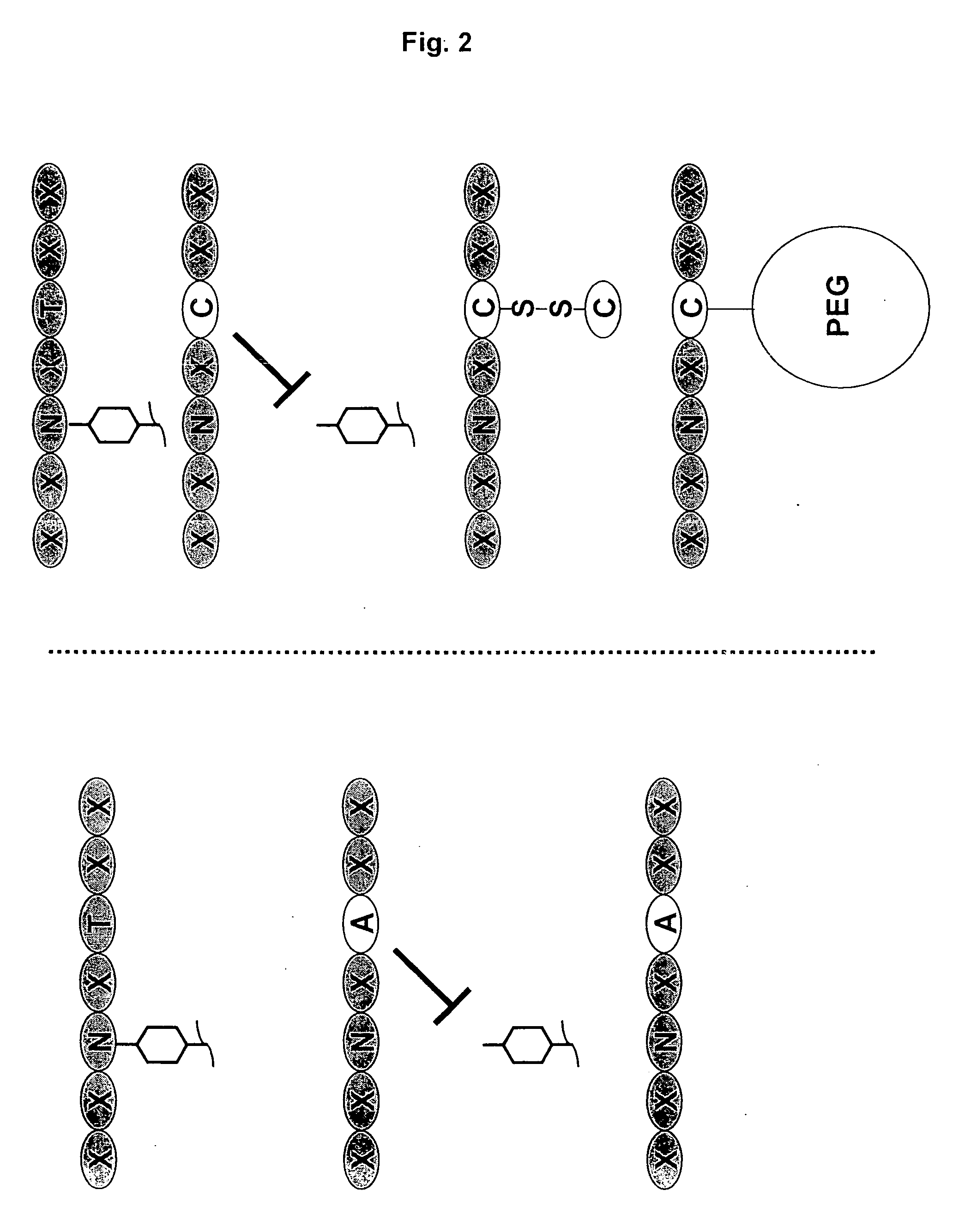Antibodies having altered effector function and methods for making the same