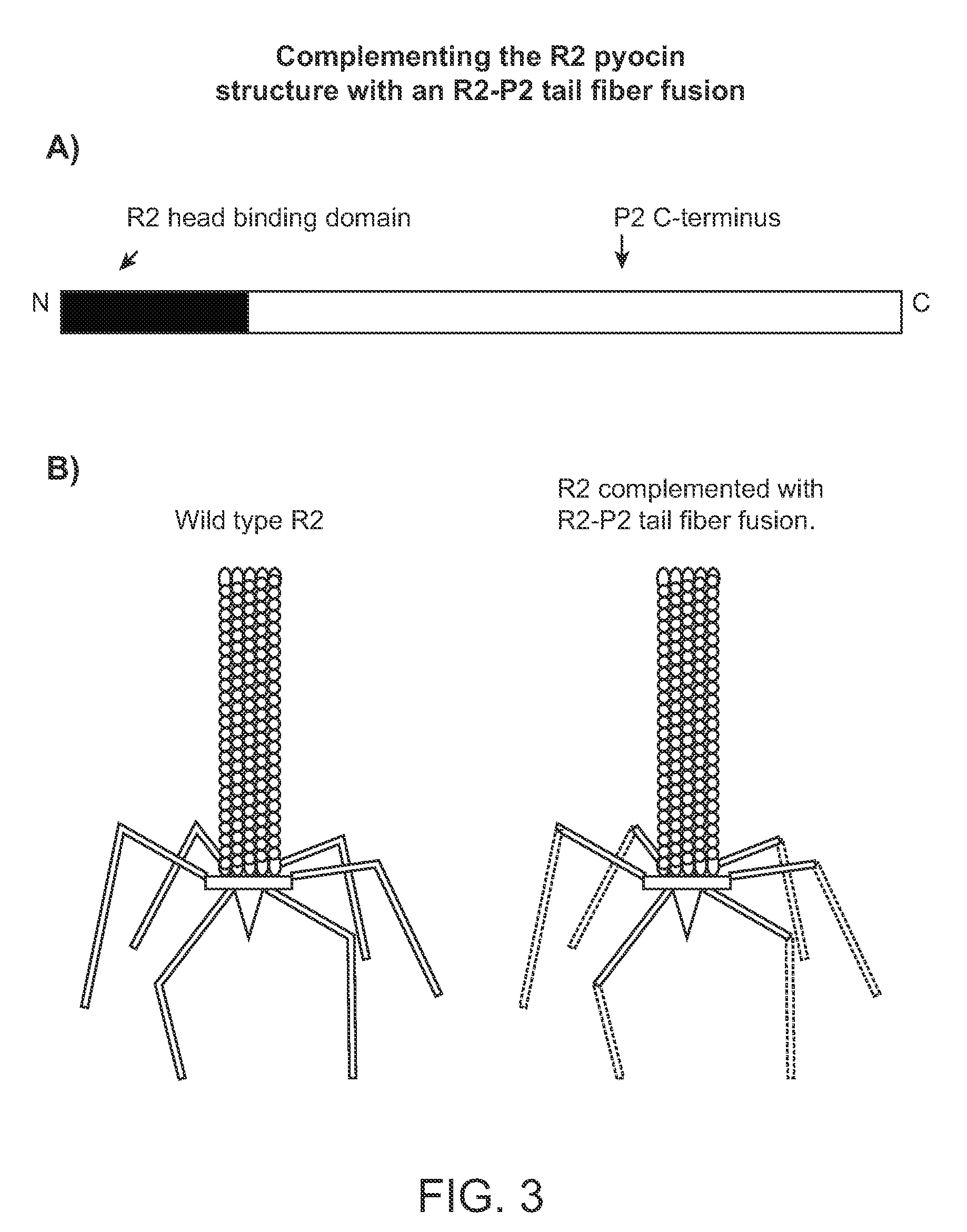 Modified bacteriocins and methods for their use
