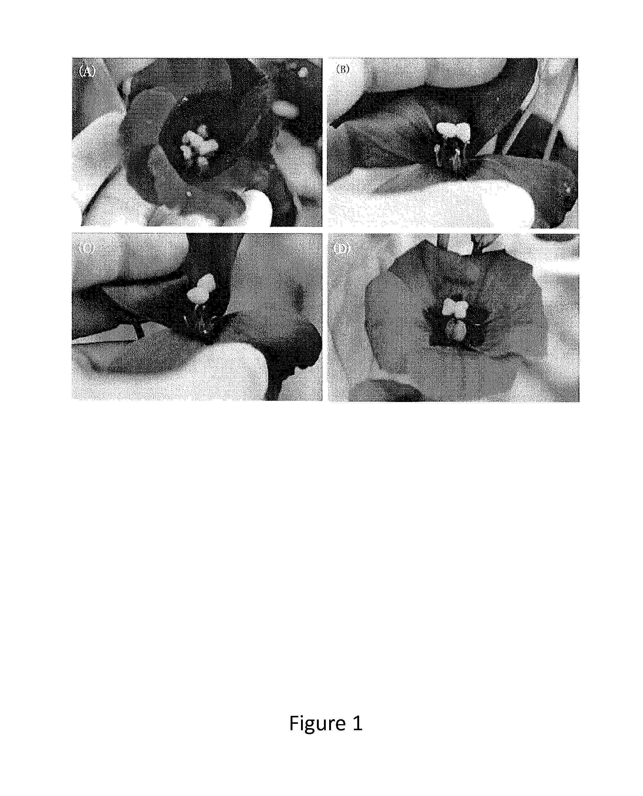 Cytoplasmic male sterile eustoma and a method for developing thereof