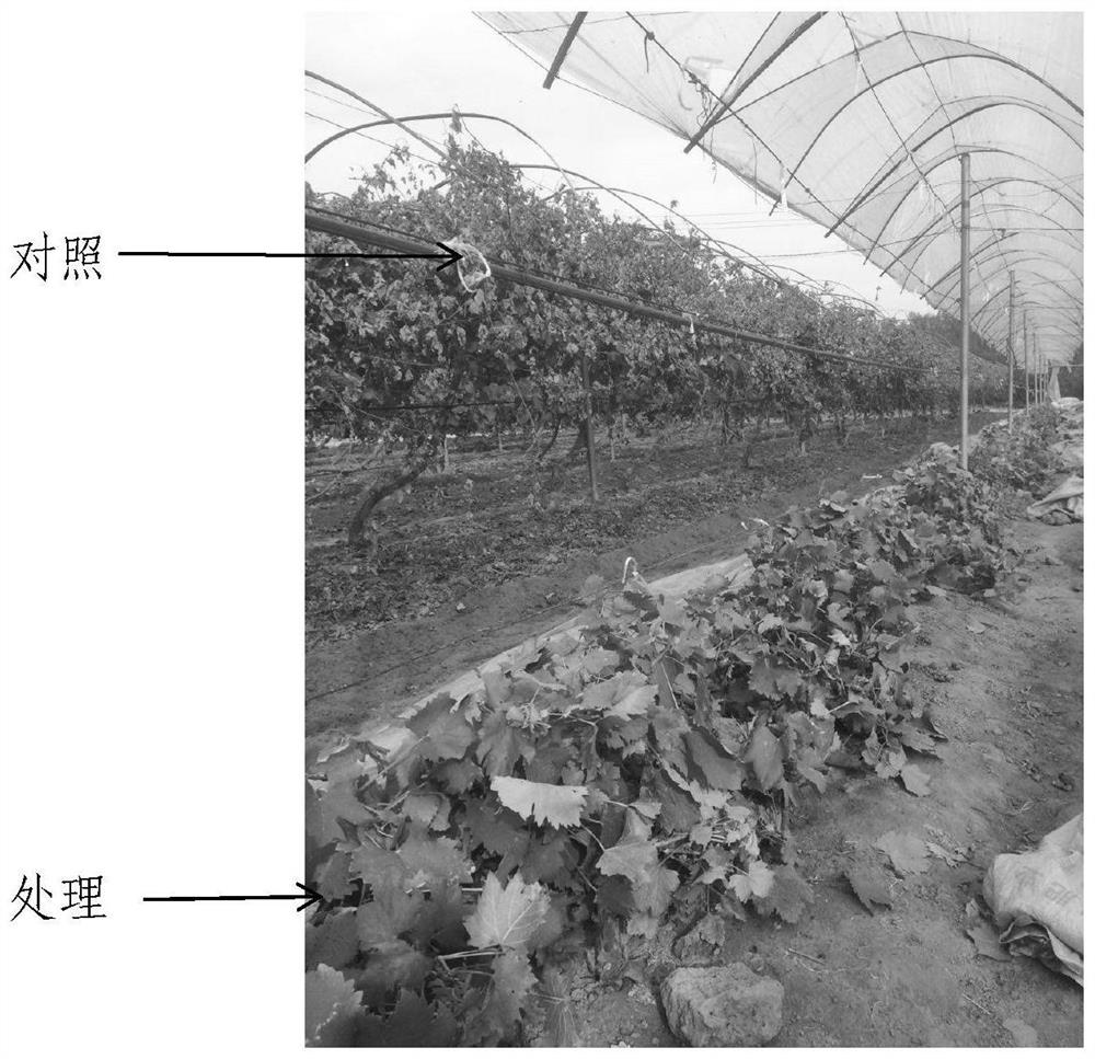 A rapid cultivation method for horizontal long main vines of grapes in northern buried soil cultivation area