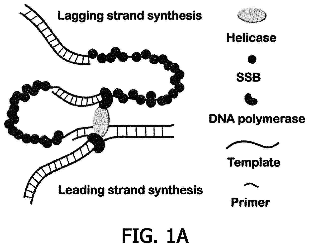 Composition for PCR containing a polyethylene glycol-engrafted nano-sized graphene oxide