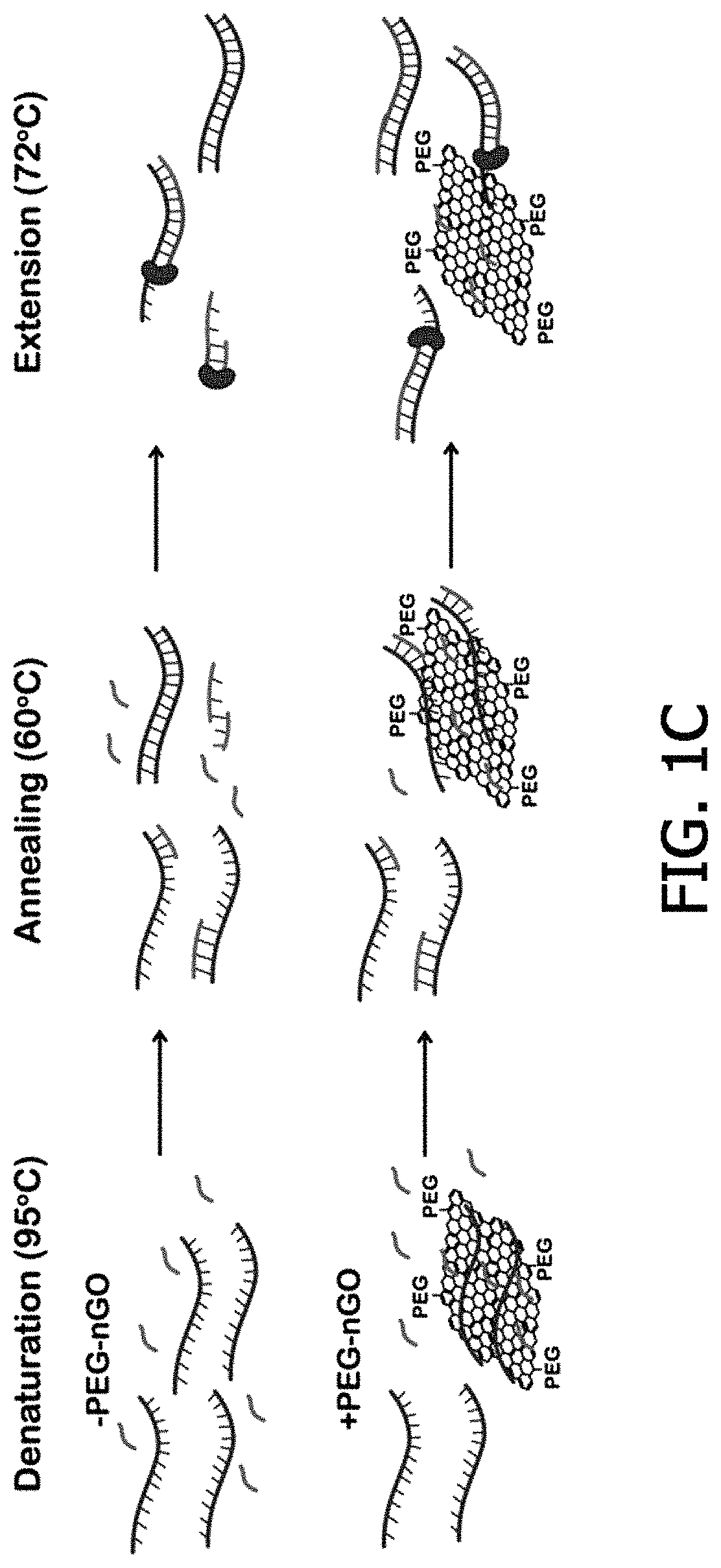 Composition for PCR containing a polyethylene glycol-engrafted nano-sized graphene oxide