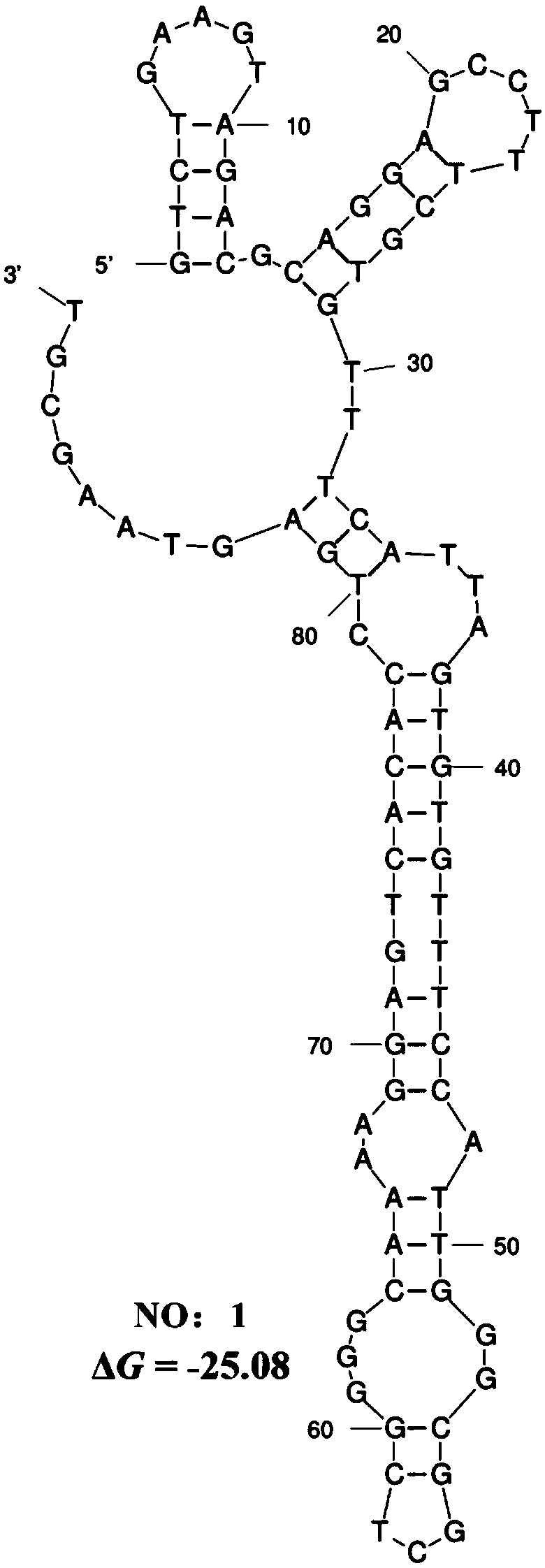 Aptamer for specifically recognizing GTONNV (Guangxi trachinotus ovatus nervous necrosis virus) and application of aptamer