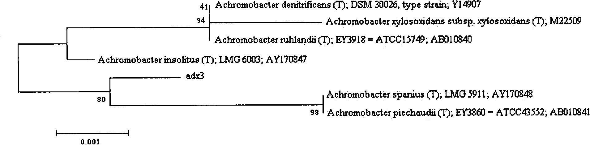 Achromobacter capable of degrading aniline and application thereof