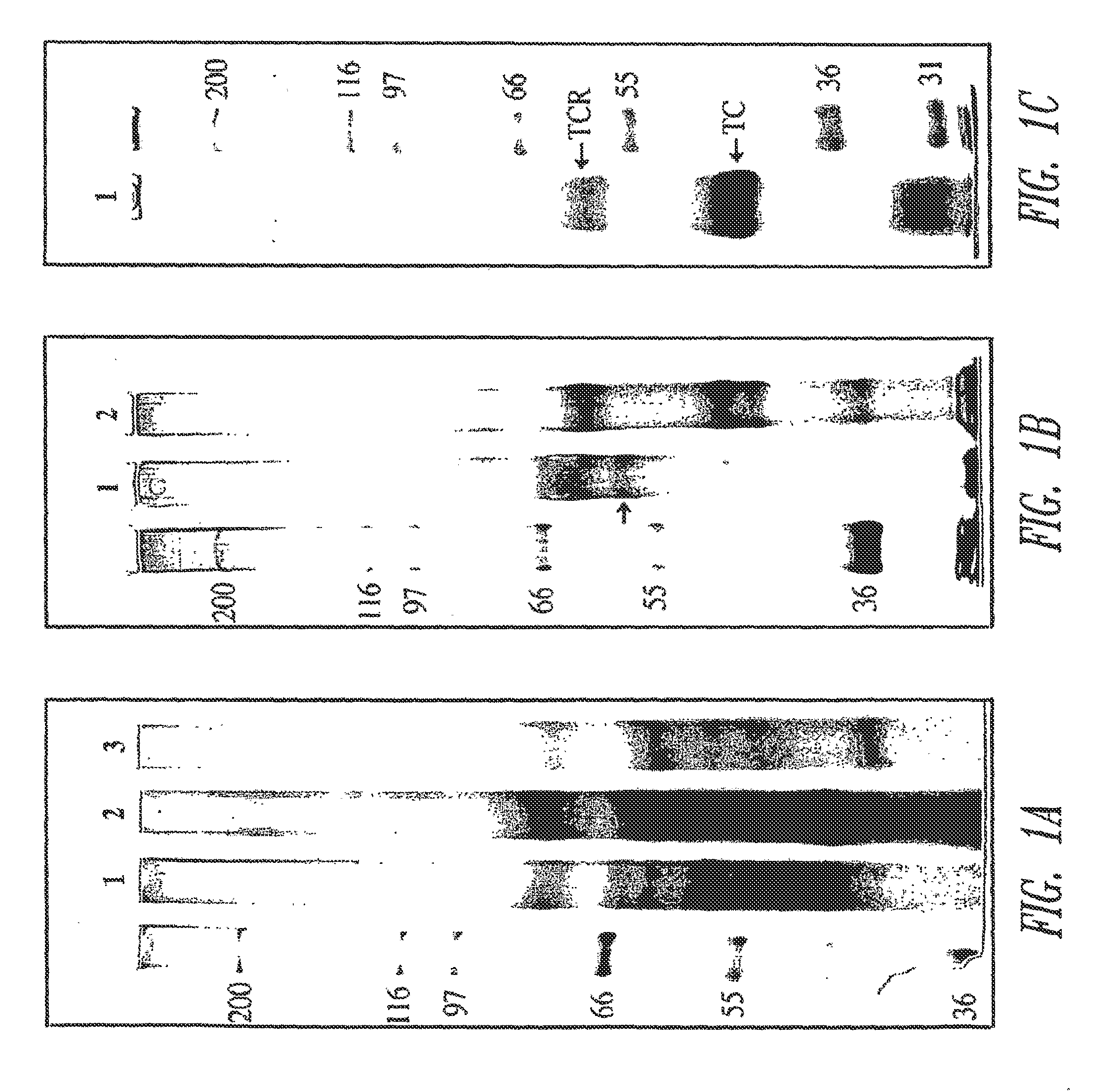 Transcobalamin receptor polypeptides, nucleic acids, and modulators thereof, and related methods of use in modulating cell growth and treating cancer and cobalamin deficiency