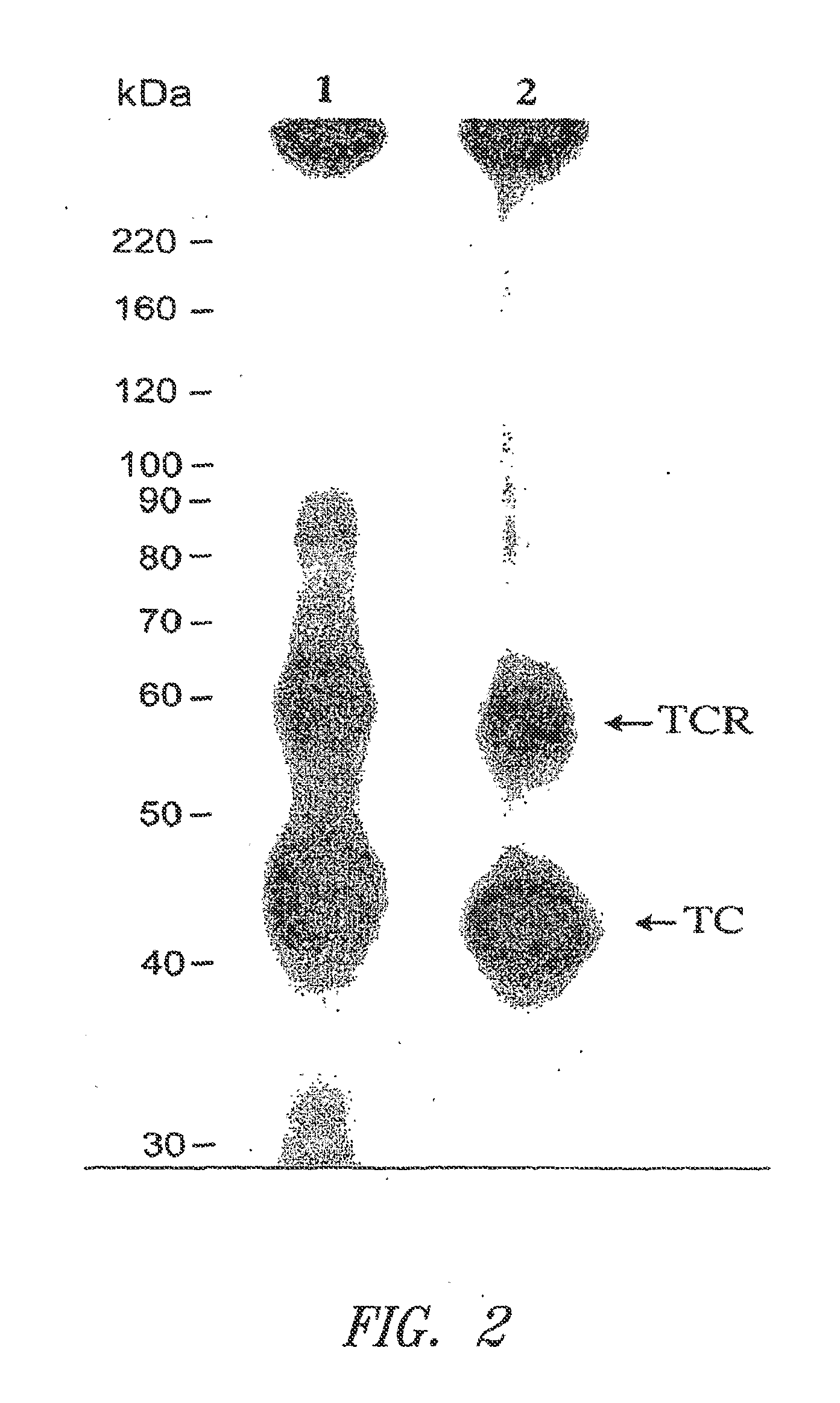 Transcobalamin receptor polypeptides, nucleic acids, and modulators thereof, and related methods of use in modulating cell growth and treating cancer and cobalamin deficiency