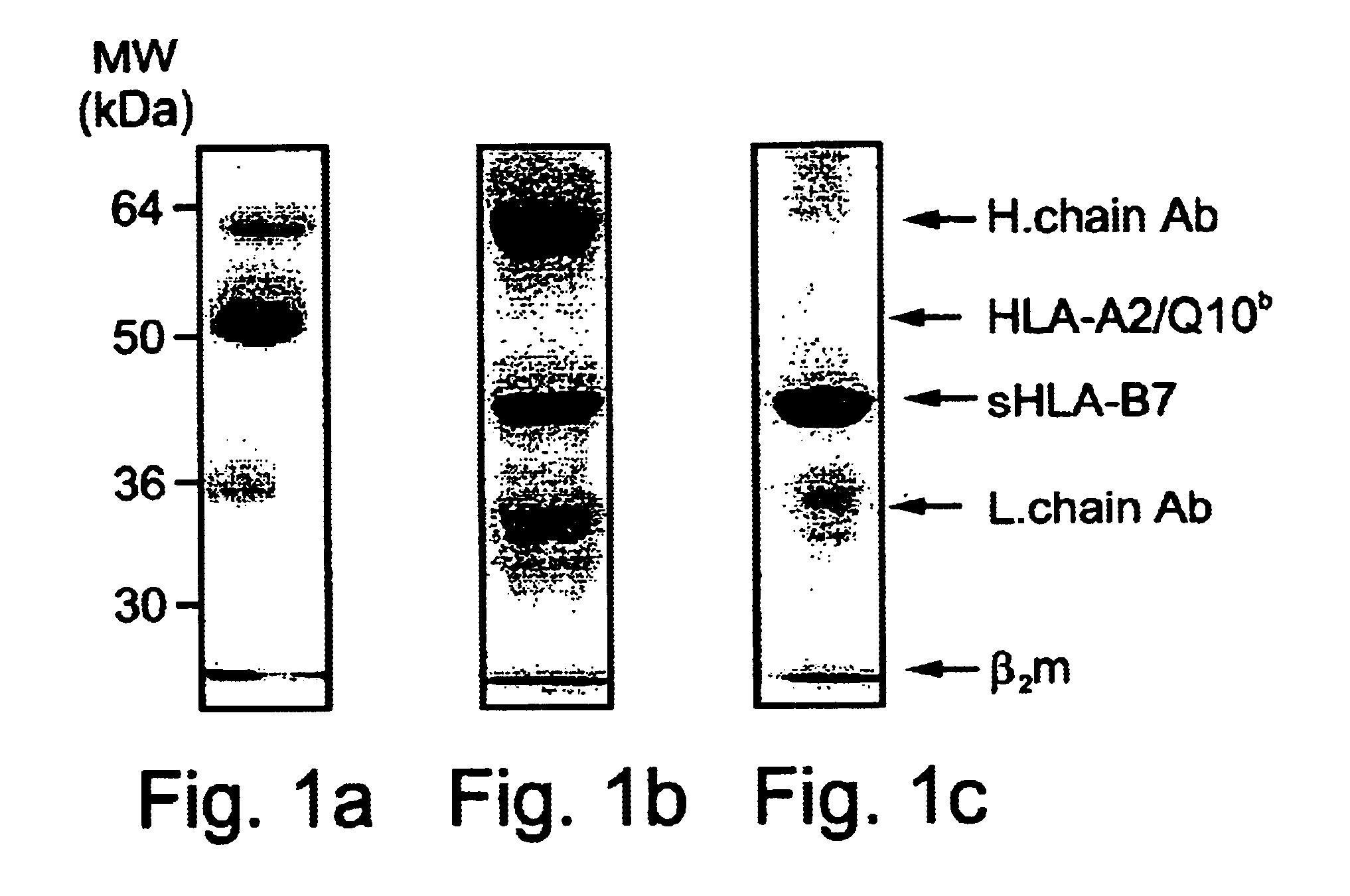 Peptides capable of binding to MHC molecules, cells presenting such peptides, and pharmaceutical compositions comprising such peptides and/or cells