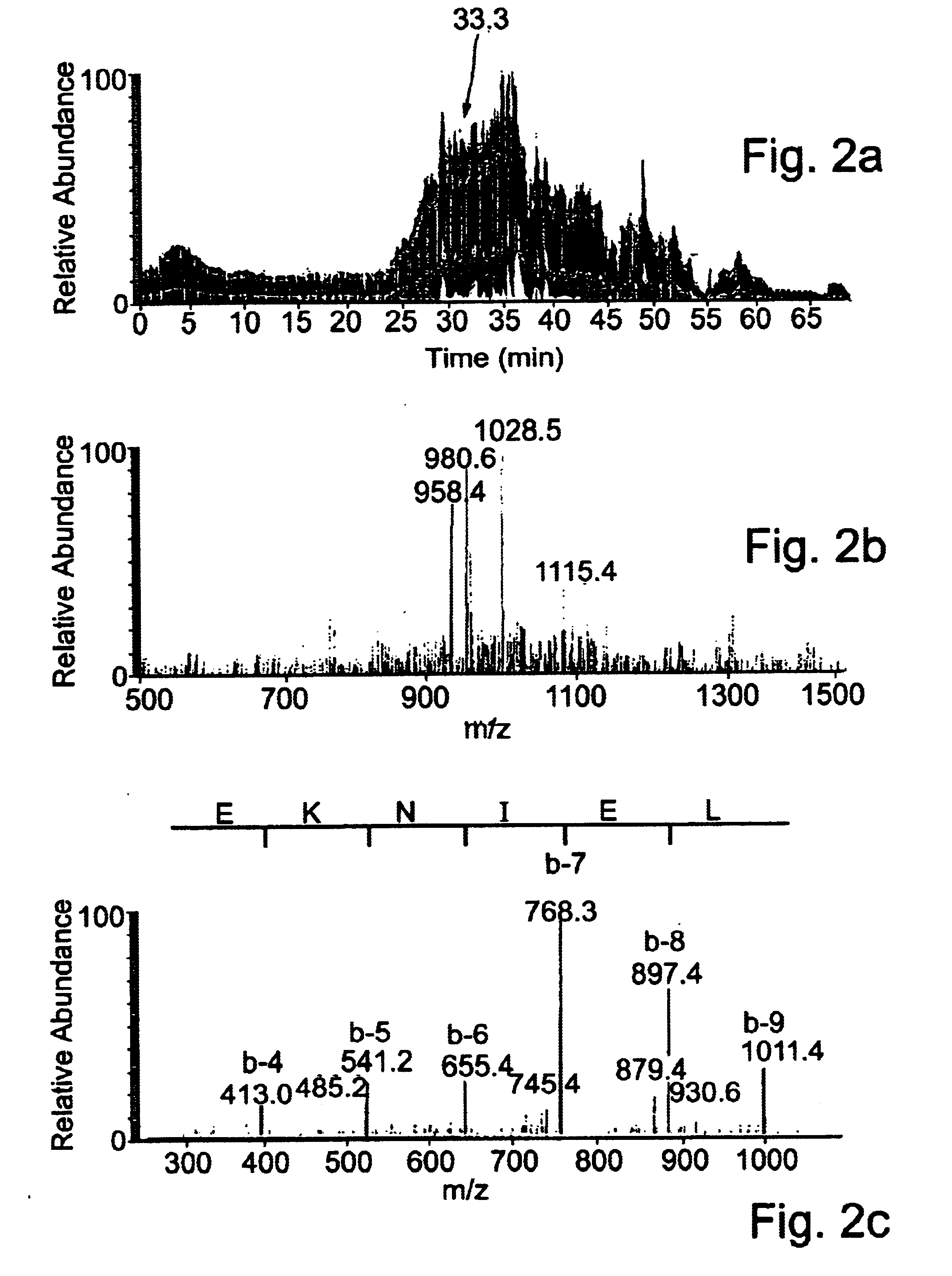 Peptides capable of binding to MHC molecules, cells presenting such peptides, and pharmaceutical compositions comprising such peptides and/or cells