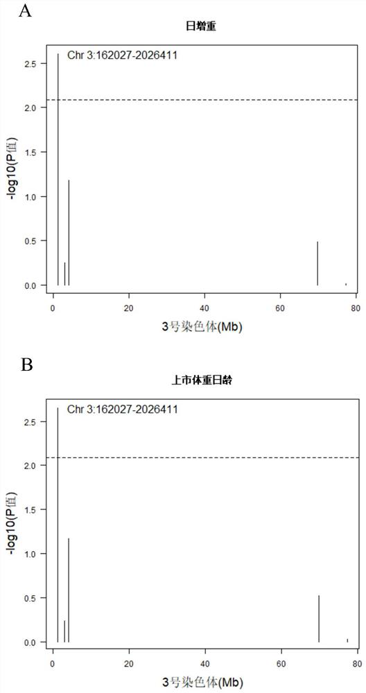 Copy number variation molecular marker related to daily gain and market weight day age of pig on pig chromosome 3 and application
