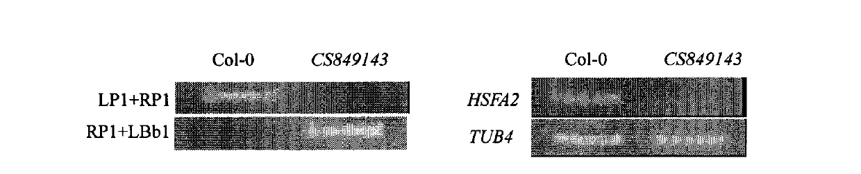 Arabidopis thaliana heat shock transcription factor gene HSFA 2 and coding protein and application thereof