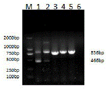 PCR (polymerase chain reaction) identification method for porcine PRV (pseudorabies virus) variant strains