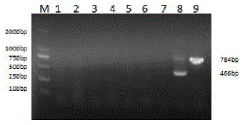 PCR (polymerase chain reaction) identification method for porcine PRV (pseudorabies virus) variant strains