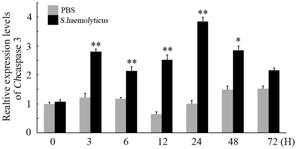 A kind of oyster cell apoptosis gene caspase 3 gene and its application in the preparation of pathological detection diagnostic reagents