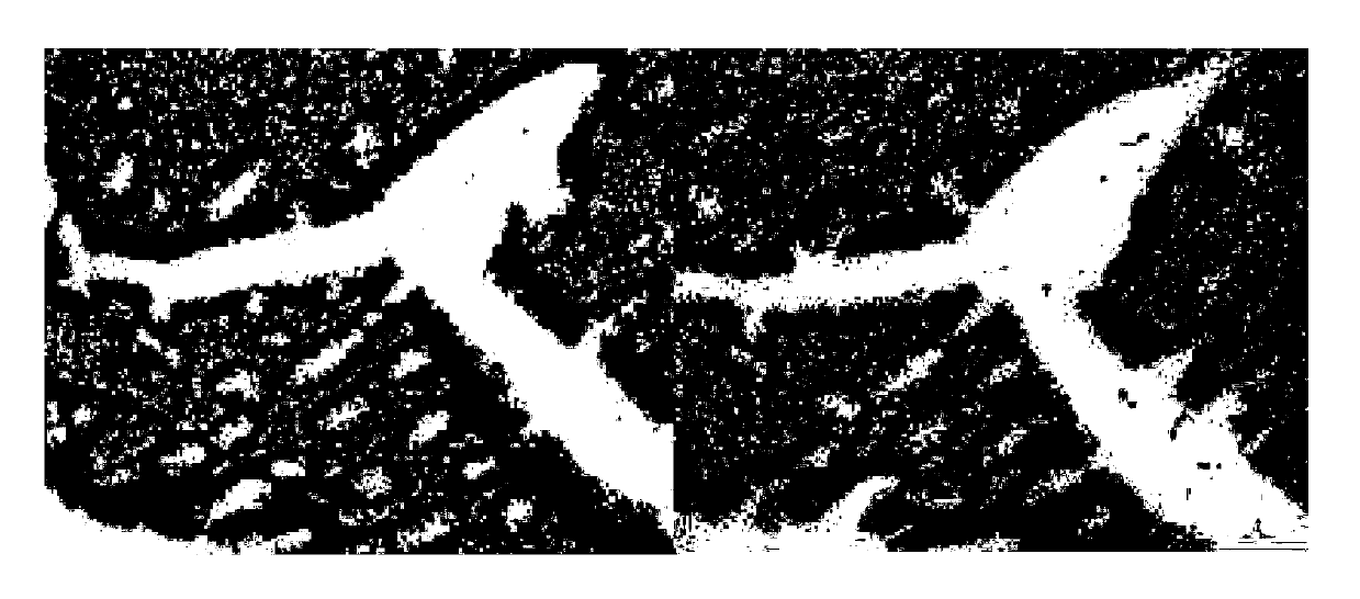 Anti-CK20 protein monoclonal antibody and cell line and preparing method and application thereof