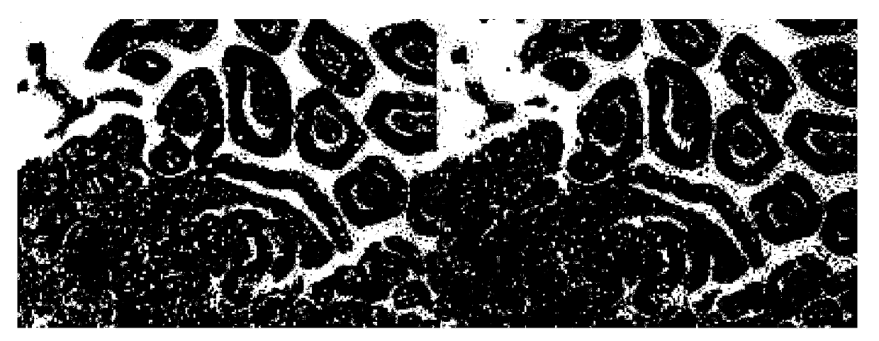 Anti-CK20 protein monoclonal antibody and cell line and preparing method and application thereof