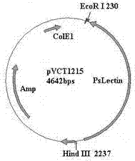 Multi-gene binary expression vector constructed by using homologous recombination and preparation method and application of multi-gene binary expression vector