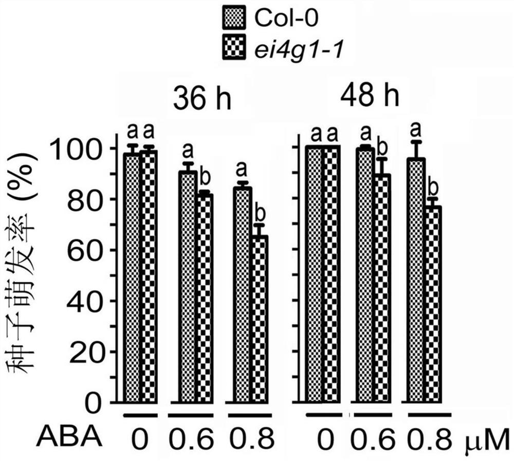 Application of eifiso4g1 protein in regulation of plant tolerance to ABA