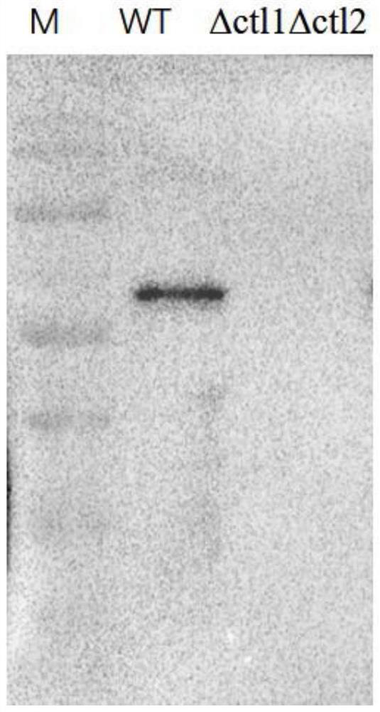 Application of flavobacterium columnare virulence protein in pathogen detection and low virulent strain preparation