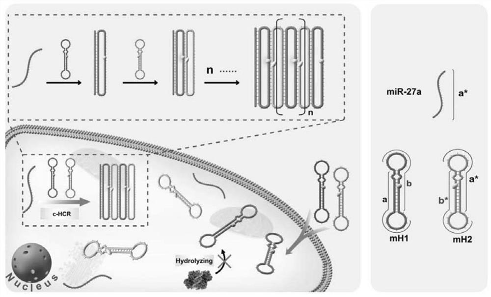 A ring-shaped dumbbell-shaped probe and its application