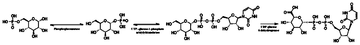 Method for preparing cordyceps militaris polysaccharide through multi-gene combined expression