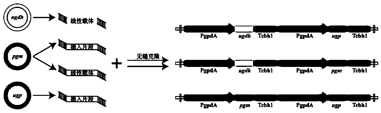 Method for preparing cordyceps militaris polysaccharide through multi-gene combined expression