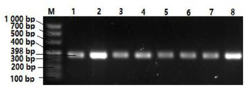 bmp6 gene as a molecular marker for litter size traits in black goats