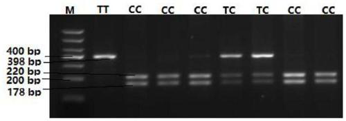 bmp6 gene as a molecular marker for litter size traits in black goats