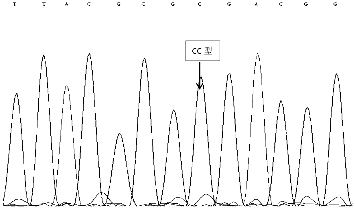 bmp6 gene as a molecular marker for litter size traits in black goats