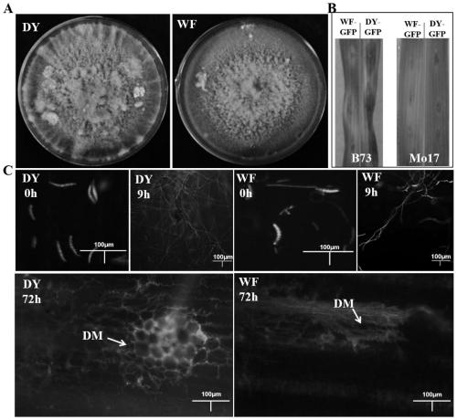 High-throughput identification method for pathogenic differentiation of bipolaria maydis