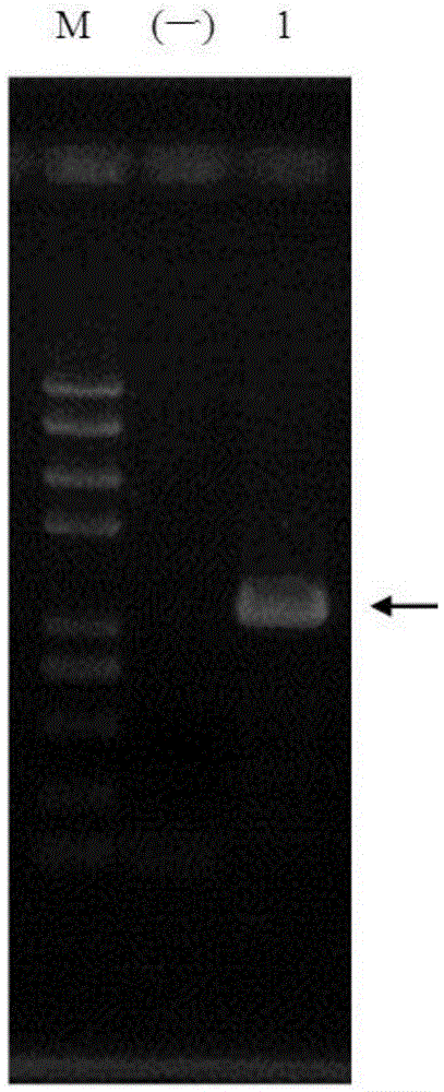A highly expressed water-soluble heparanase I fusion protein and its coding gene