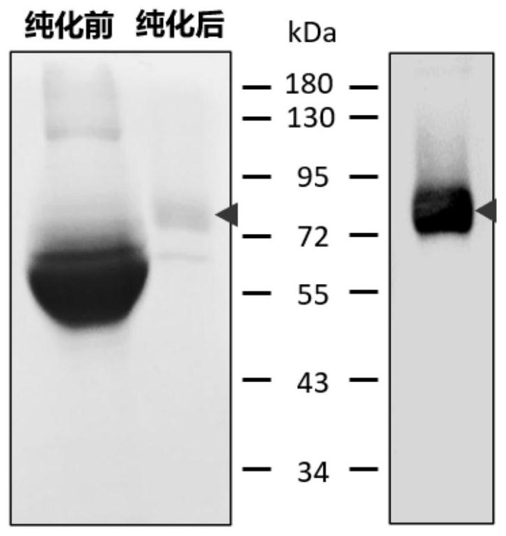 Phosphatidylinositol proteoglycan 3 nano antibody with outstanding acid-base stability and preparation method thereof