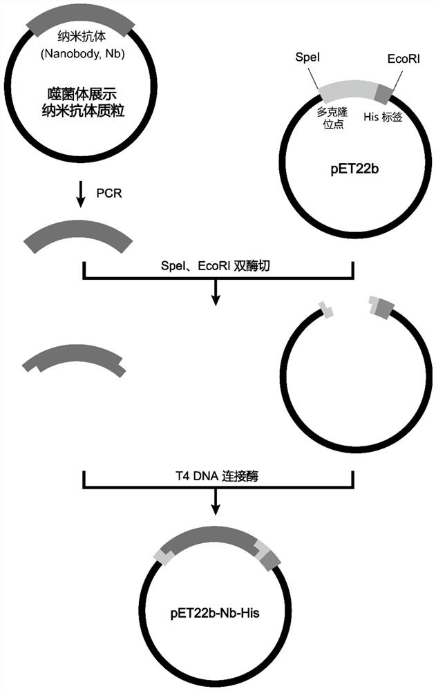 Phosphatidylinositol proteoglycan 3 nano antibody with outstanding acid-base stability and preparation method thereof