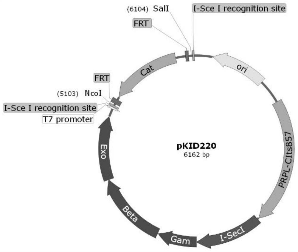 Temperature-controlled self-cleaving single plasmid homologous recombination system and application thereof in gene editing