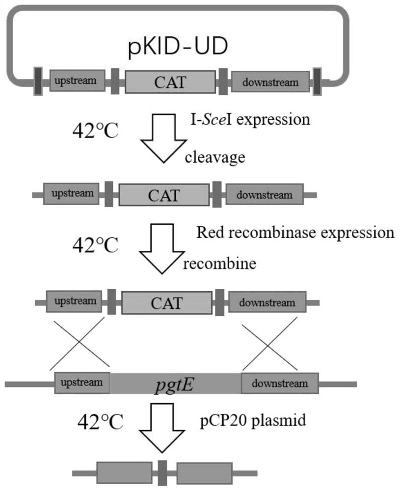 Temperature-controlled self-cleaving single plasmid homologous recombination system and application thereof in gene editing