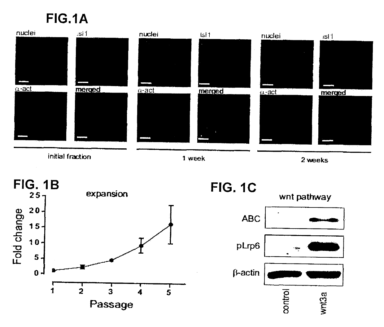 Derivation and self-renewal of isi1+ cells and uses thereof