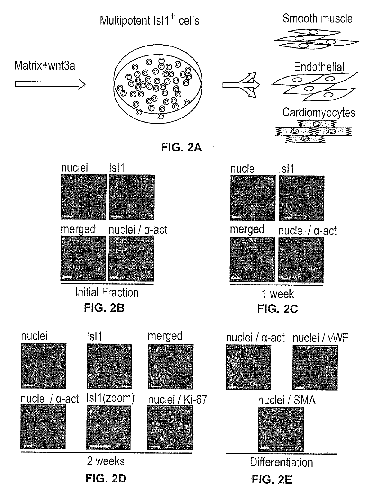 Derivation and self-renewal of isi1+ cells and uses thereof