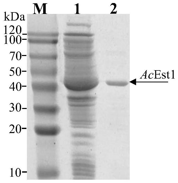 Cyclohexene carboxyl ester hydrolase and its mutant, coding gene, expression vector, recombinant bacteria and application