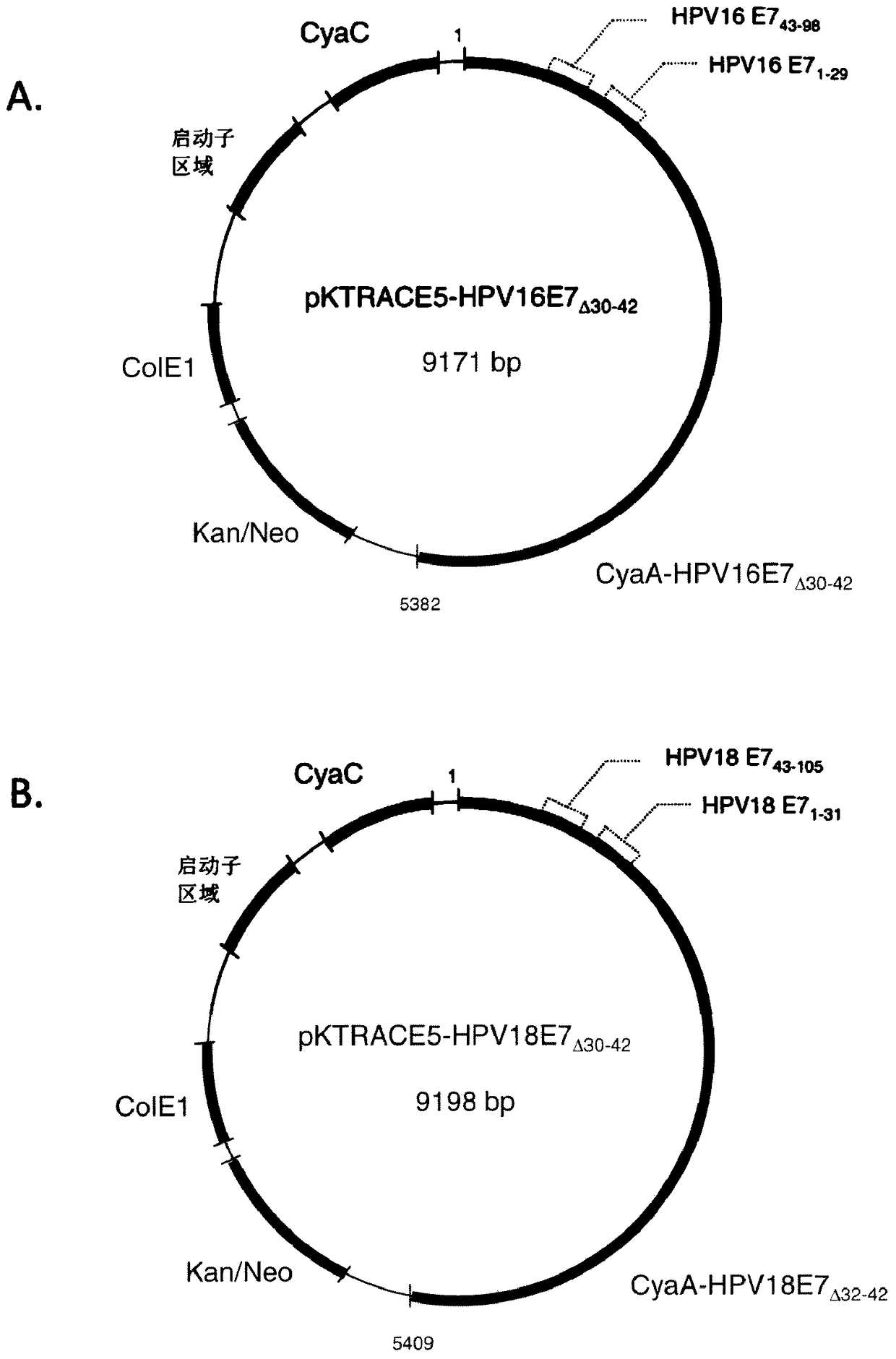 HPV/Cyaa-based chimeric proteins and their use in inducing immune responses against HPV infection and HPV-induced disease