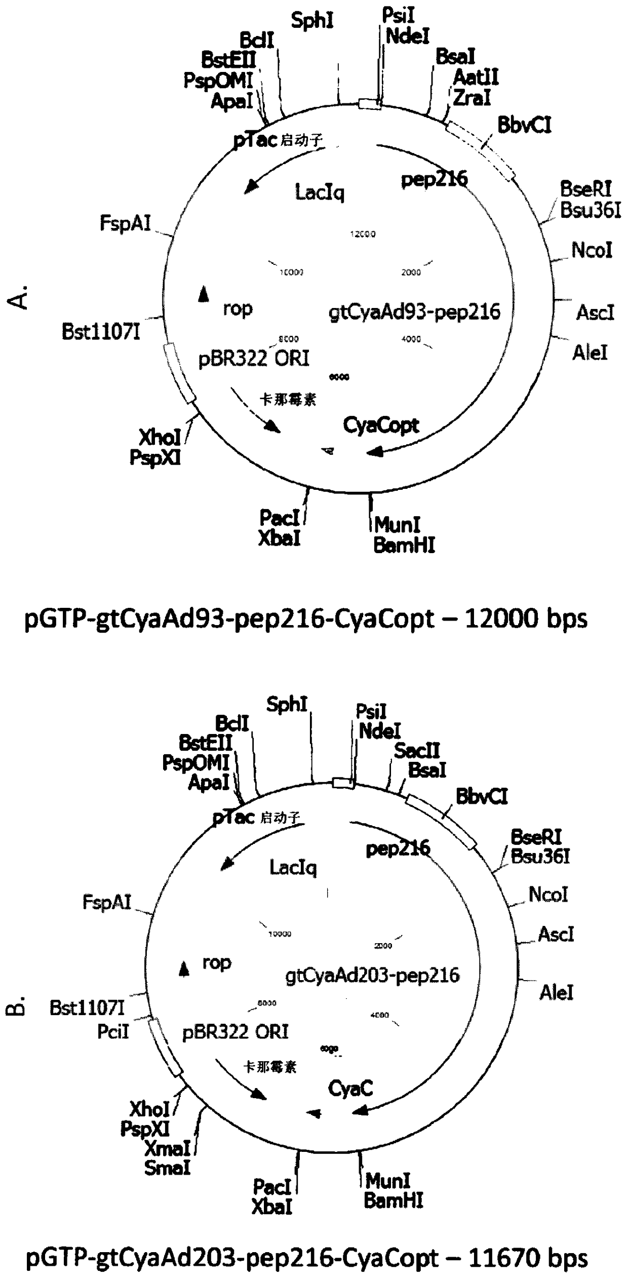 HPV/Cyaa-based chimeric proteins and their use in inducing immune responses against HPV infection and HPV-induced disease