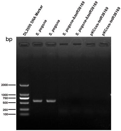 Saccharopolyspora pogona engineering strain with tetR26169 gene knockout and application of engineering strain