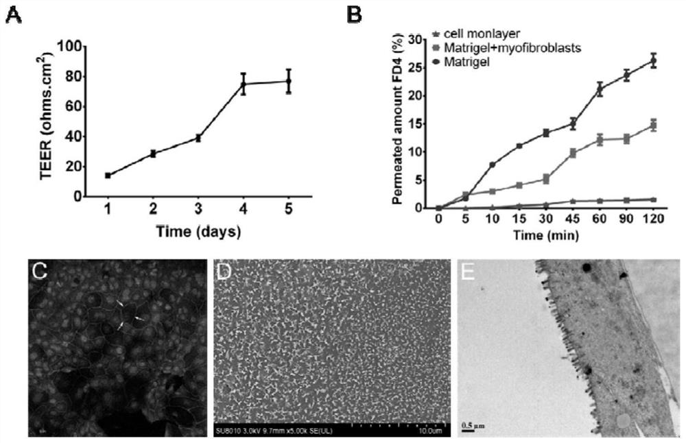 In-vitro monolayer culture and representing method for constructing mouse intestinal epithelium by using Transwell