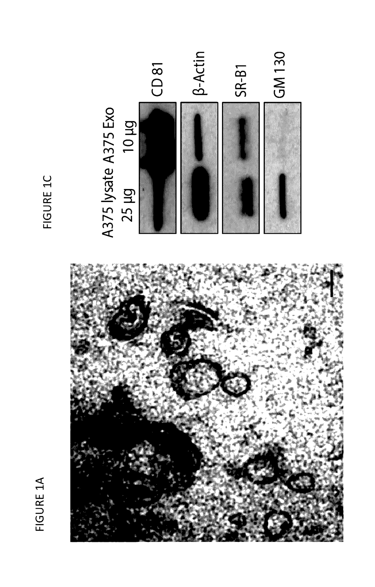 Nanostructures for modulating intercellular communication and uses thereof